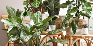Urban Pothos- Houseplant Garden Workshop