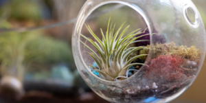 Urban Pothos Workshop- Air Plant Terrarium Workshop