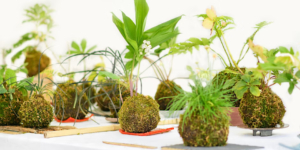 Urban Pothos Workshop- Deluxe Kokedama